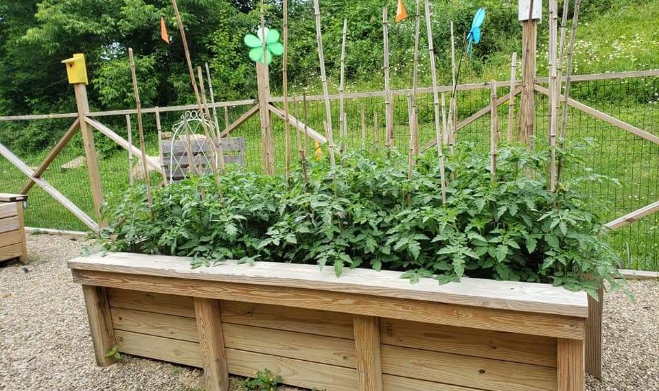 Public Service Profile: Corner Cupboard Food Bank Community Garden