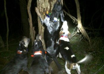 Going Greene: A Howling Good Time