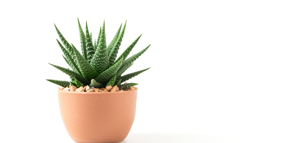 Greene Gardens: No Green Thumb? Try a Succulent!