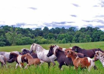 Little Horses with Big Hearts