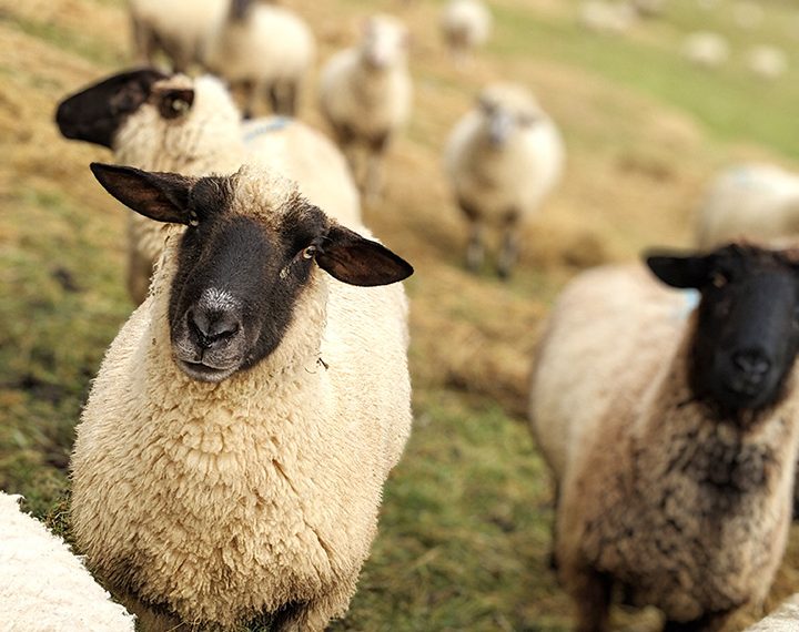 The Voice of the Lamb