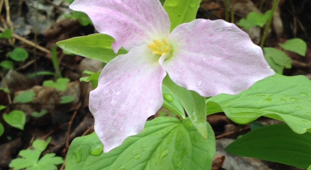 Enjoy Mother Nature’s Spring Garden