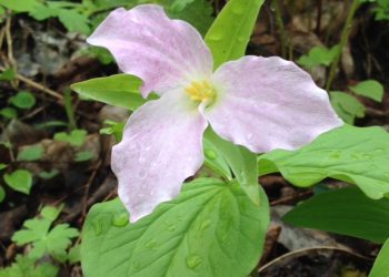 Enjoy Mother Nature’s Spring Garden