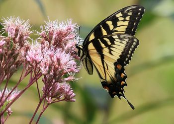 Greene Gardens: Master Gardeners