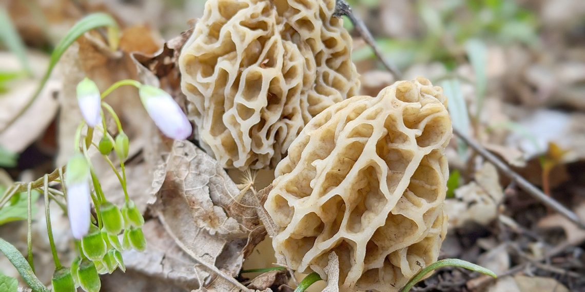 Foraging the Wilds of Greene