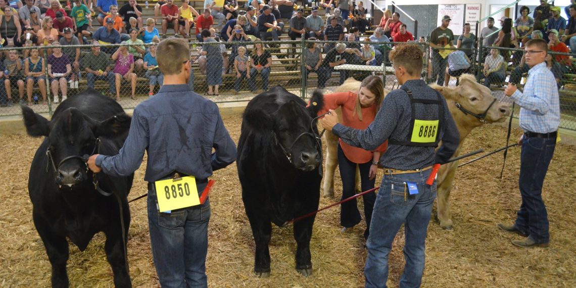 The (Livestock) Show Must Go On!