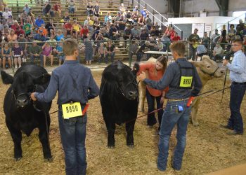 The (Livestock) Show Must Go On!