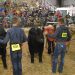 The (Livestock) Show Must Go On!