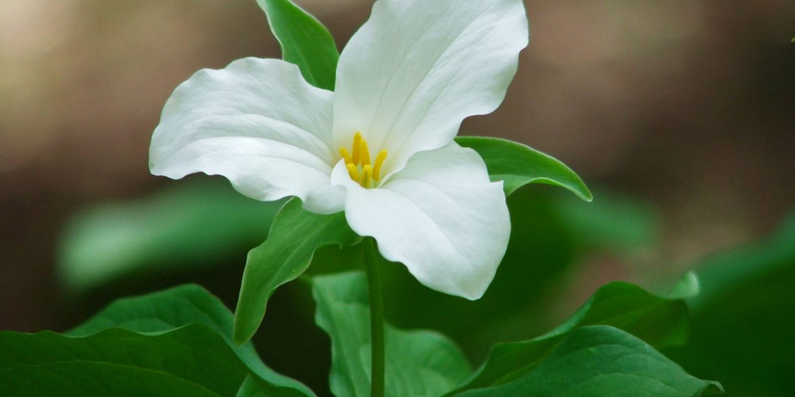 Wildflowers in Greene
