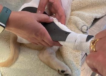 Anything is Paws-ible!