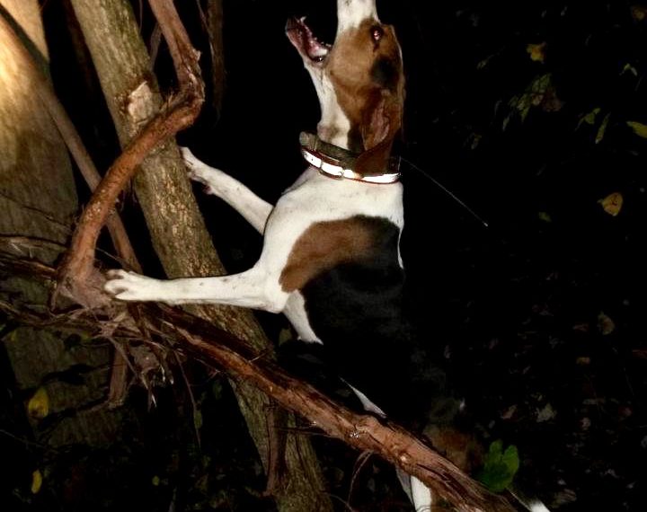 Greene County Coon Hunters Association