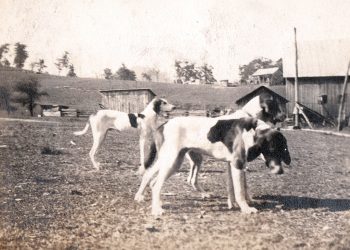 Going Greene: Barking Up the Wrong Tree – Jesse’s Hunting “Tail”