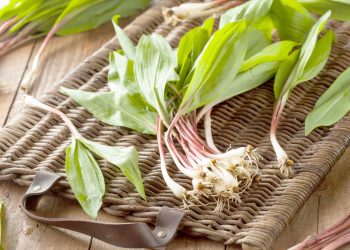 Ramping Up  for Spring