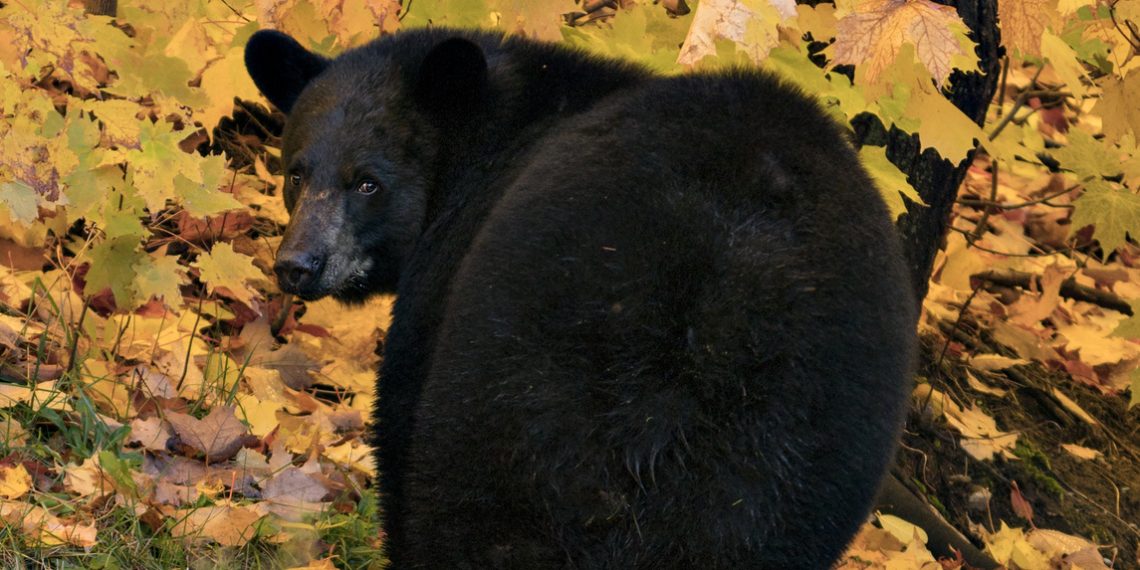 Going Greene: Thanksgiving Bear Hunt