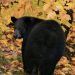 Going Greene: Thanksgiving Bear Hunt