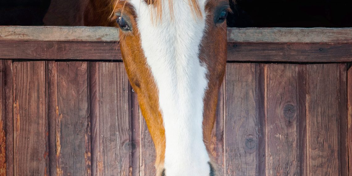 Angel Wings Horse Rescue Gives Horses a Second Chance
