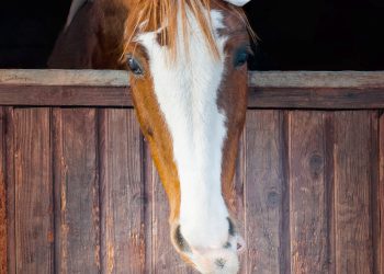 Angel Wings Horse Rescue Gives Horses a Second Chance