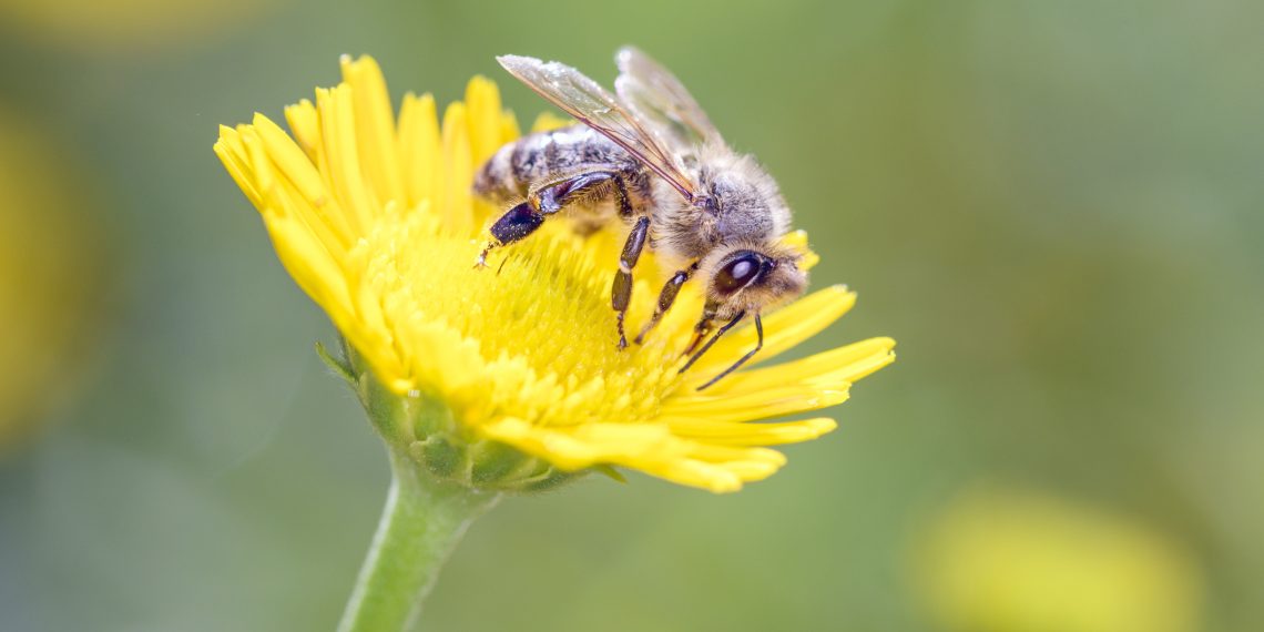 Summer Marketplace Supports Greene County Small Businesses