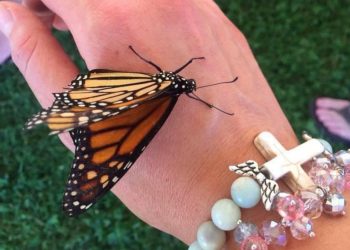 Public Service Profile: Butterfly Angels: The McKinley Anne Foundation