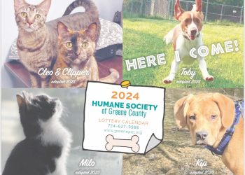 Helping Homeless Pets During the Holidays