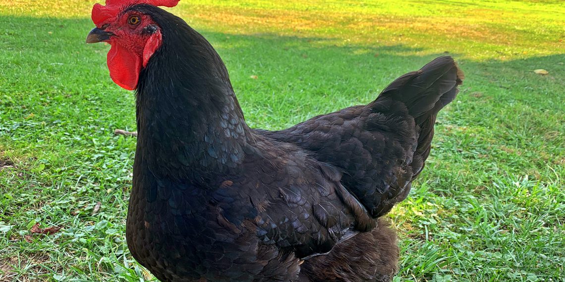 LK Evans’ Pioneer History of Greene COunty Pennsylvania