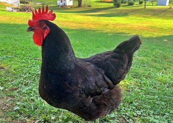 LK Evans’ Pioneer History of Greene COunty Pennsylvania