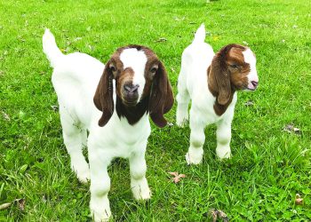 Whatever Floats Your Goat