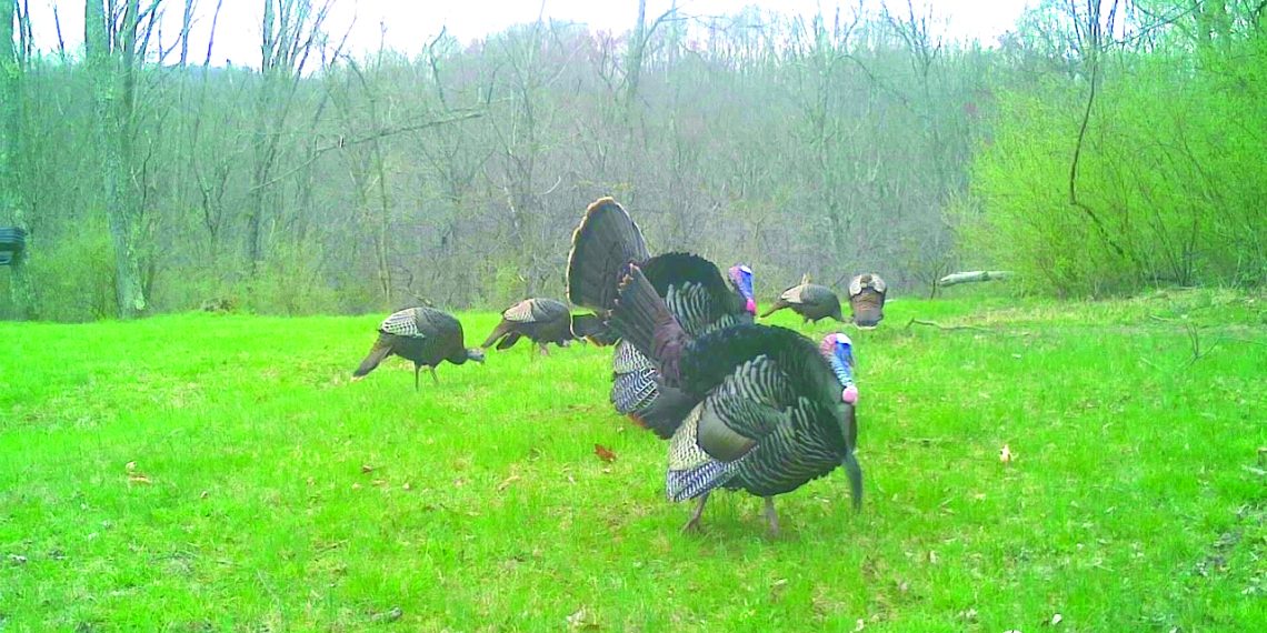 I Am Ready for Turkey Enjoying Season