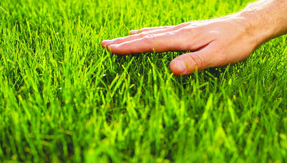 Getting Your Lawn Summer Ready After a Long Winter