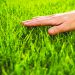 Getting Your Lawn Summer Ready After a Long Winter