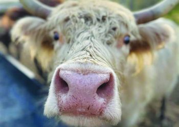 Scottish Highland Cattle Capture Local Hearts