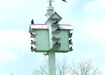 Purple Martins Return to the Area