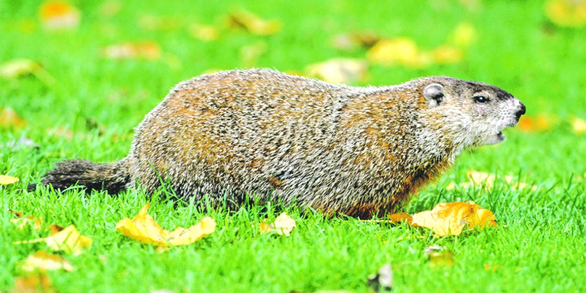 Summer Time: Hunting and Cooking GROUNDHOG?