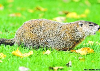 Summer Time: Hunting and Cooking GROUNDHOG?