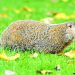 Summer Time: Hunting and Cooking GROUNDHOG?