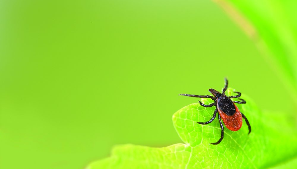 Tick Control…Prevention is Key