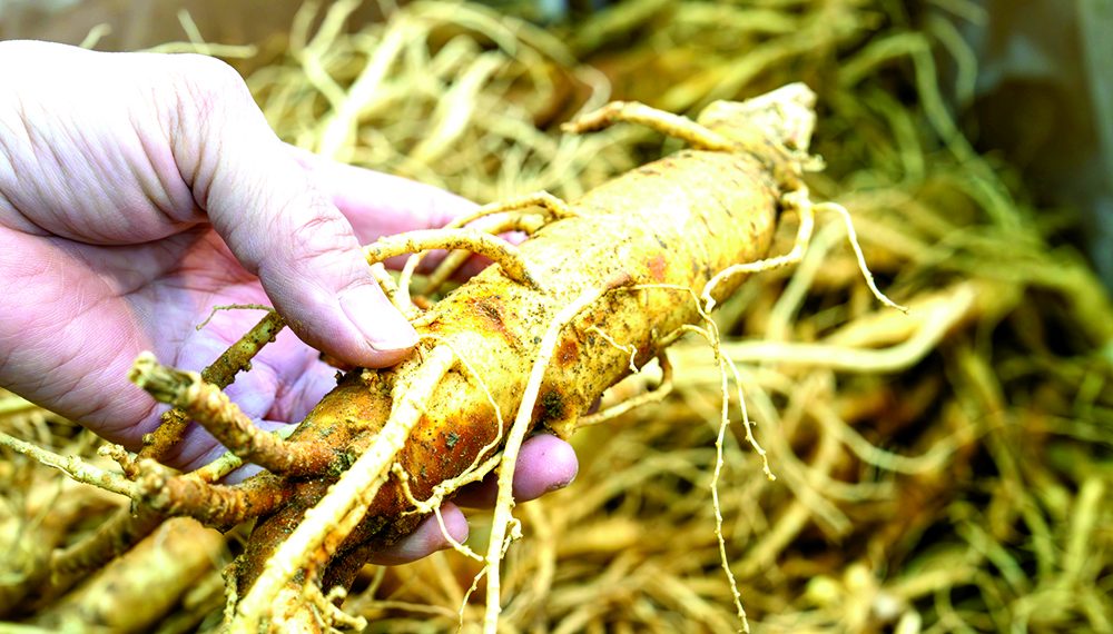 In the Out-door: “Senging” in Greene County