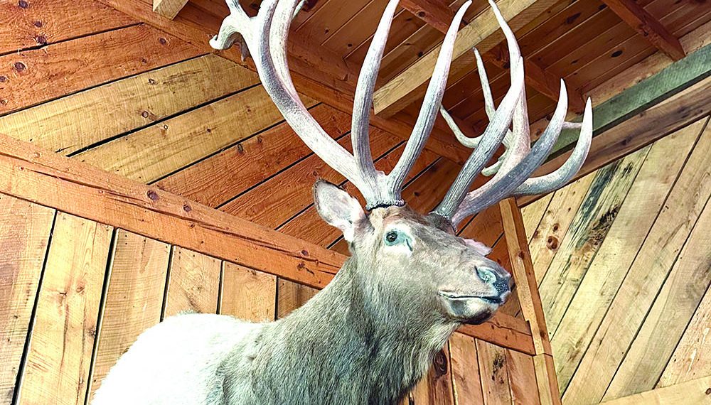 Elk Farming in Pennsylvania: Braddock’s Valley Elk Ranch