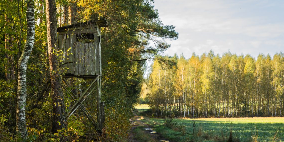 Time in a Tree Stand: A Hunter’s Reflection