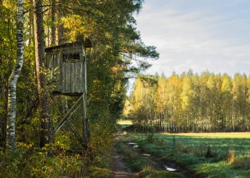 Time in a Tree Stand: A Hunter’s Reflection